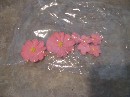 2010 08 19 - Cake Class - Flowers