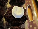 2011 05 07 - Derby Treats